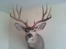 My 2010 WY. Buck
